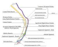 The anatomy of dressage horse hindquarters. Tendons Horse Anatomy Wikivet English