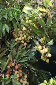 We did not find results for: Lychee Tree Lychee Tree Fruit Plants Lychee