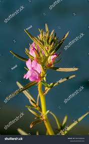 Image result for Misopates