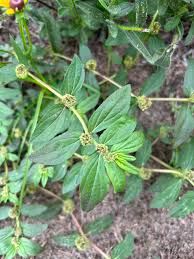 Image result for Euphorbia ophthalmica