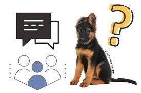 11 Great German Shepherd Puppy Care Ideas That You Can Share With Your Friends Shepherd Sense
