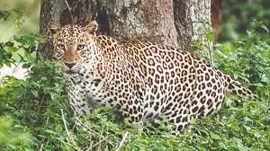 Two leopards trapped in Shirur tehsil in last 5 days | Pune News - Times of India