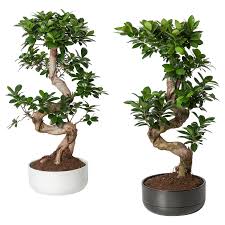 Ficus Microcarpa Ginseng Pflanze Mit Ubertopf Bonsai Gedreht Versch Farben Ikea Osterreich Pflanzen Chinesische Feige Ficus