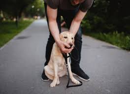 A small amount of blood in the mouth is not a concern unless it progresses to more profuse bleeding. Your Dog Ate Plastic Here S What To Do Next