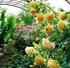 A Rose Is A Rose Golden Celebration Climbing Roses Rose Garden Design Cottage Garden