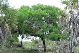 Image result for Cassia abbreviata