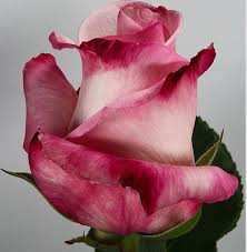 Rose Vania Standard Rose Roses Flowers By Category Sierra Flower Finder