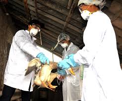 However, seven people in russia were found to be infected in 2021. Highly Infectious H5n8 Bird Flu Virus Now In 46 Countries Can It Be The Next Pandemic Scientists Who Warn Of Covid 19 Sees Possibility Science Times
