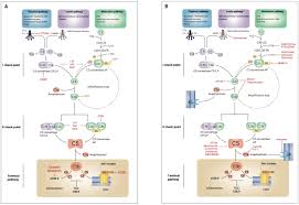 Image result for Complement Pathway