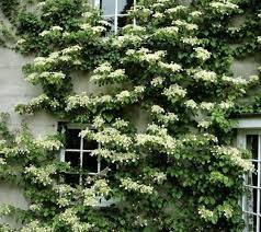 Serratifolia are vigorous evergreen climbers that are perhaps less known as they need to be grown in a sheltered spot and in milder parts of the uk. Seemannii Evergreen Climbing Hydrangea New Life Nursery