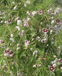 Image result for Secamone alpini