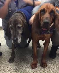 Plantation fl pet veterinary hospital for pets, lakeside animal hospital dog and cat vaccinations, spaying, neutering, surgery, emergency care and grooming. Family Pet Animal Hospital Home Facebook