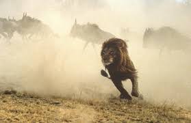 Dans ce livre illustré par mes photos vous découvrirez le trésor de solutions écologiques contenu dans nos océans. Nguqhtrzzp8bym