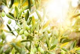 Why Commemorate? We Are Fulfilling Prophecy - Sponsor an Olive Tree in  Israel