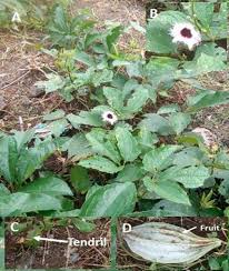 Image result for Telfairia occidentalis