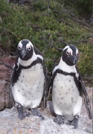 Therefore, they are all found in nature south of the equator. African Penguin Sanbi