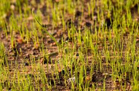 As you can see, there are tons of factors that can affect how long it takes for your grass seed to grow fully. When Should You Plant Grass Seed In The Fall Tdi Blog