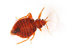 The best bed bug pest control richmond va around. Pest Control In Charlottesville Va Preventive Pest Control Charlottesville