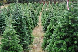 My workday christmas tree shop. Christmas Tree Shops And Farms Near Fort Collins Loveland Greeley