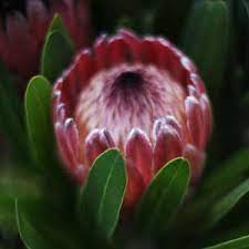 Protease is released as a biologically inactive proenzyme which is activated in the gastrointestinal lumen. Protea Plants And Species For Sale Nurseries Online Australia