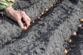 Planter Ail Oignon Echalote Gamm Vert