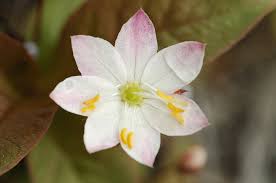 Image result for Lysimachia tenuicaulis