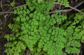 Image result for Adiantaceae