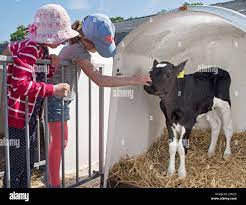 Filsum, Germany. 1st June, 2017. Two school children try to stroke a calf  at the Milchviehbetrieb Garrelts dairy farm in Filsum, Germany, 1 June  2017. Around 1,000 children came to the farm