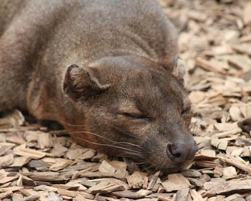 Sleeping Fossa - ZooChat