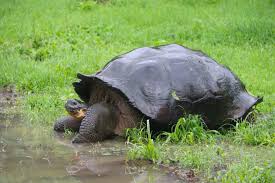 12 Fascinating Facts About The Galapagos Islands Simply Enjoy Travel Galapagos Galapagos Islands Travel Fun