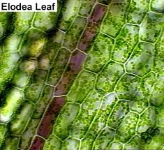 Plant cell organelles that are invisible under a compound light microscope include mitochondria, ribosomes, endoplasmic reticula, and golgi bodies. Plant Cell Microscope Lab Biological Science Picture Directory Pulpbits Net