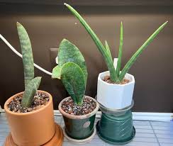 Image result for Sansevieria dawei
