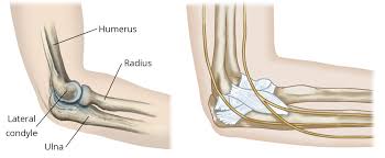 Lateral collateral and annular ligament insertion is a broad conjoined insertion onto the proximal aspect of the ulna which is 2.3 ± 0.4 centimeters long, begining at the proximal margin of the radial head. Elbow Fractures In Children Orthoinfo Aaos