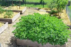 Check spelling or type a new query. Using Straw For Mulch And Growing The Old Farmer S Almanac