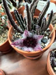 Image result for Tridentea marientalensis