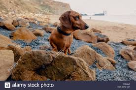 1,958 likes · 261 talking about this. Long Haired Dachshund Long Haired Sausage Dog Domestic Dog Canis Lupus F Familiaris Full Lenght Portrait Germany Stock Photo Alamy