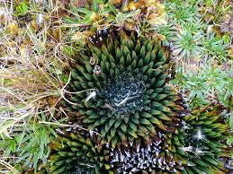 Image result for Isoetes welwitschii