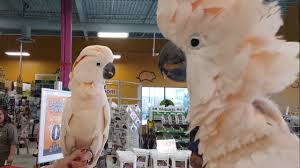 Keene new hampshire pets and animals 500 $. Pet Stores In Nh That Sell Kittens The Y Guide