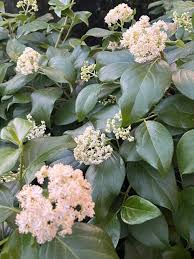 Image result for Hydrangeaceae