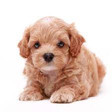 Is Life Better With A Dog One Bark Plaza In 2021 French Bulldog Puppies Puppies Puppies Near Me