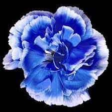 Carnation Blue Blue Carnations Carnation Flower Bonsai Flower