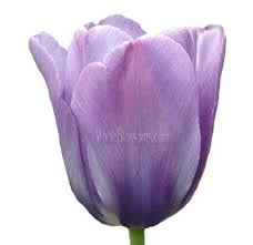 Maybe you would like to learn more about one of these? Wholesale Lavender Tulips Are Shipped To You Direct From The Flower Farm Bulk Purple Tulips Are Commonly Used For Tulips Flowers Wedding Flowers Tulips Tulips