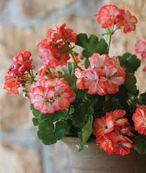 Stardom Orange White Geranium Seeds And Plants Geranium Plant Flower Seeds Annual Flowers