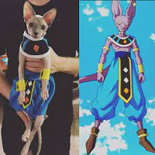 Lord Beerus, Destroyer of Worlds. : r/aww