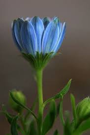 Check spelling or type a new query. Comparte Via Facetune Beautiful Flowers Amazing Flowers Flowers Photography