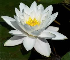 Water Flower