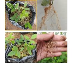 Image result for Centrosema pubescens