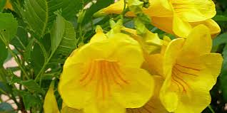 Find images of yellow bell flower. Yellow Bells Better Homes Gardens