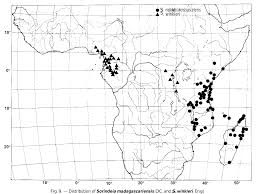 Image result for Sorindeia winkleri