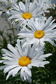 A Trio Of Daisies Flower Pictures Margarita Flower Flowers Photography